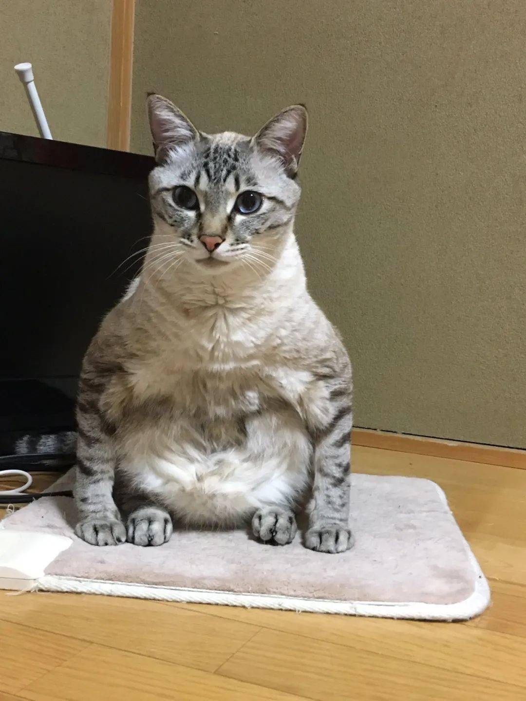 猫咪蹲坐摆出企鹅造型饲主感到无法理解意外引发日本网友热议