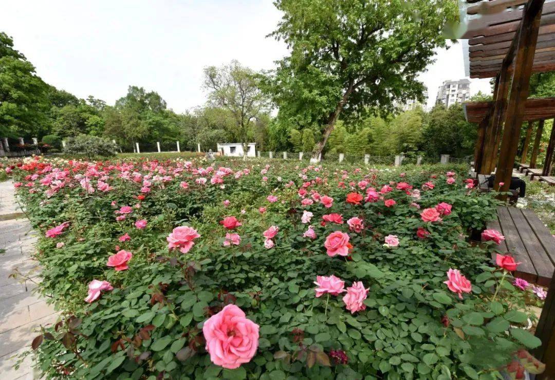 以月季为主题巢湖首个花卉专类园花盛开