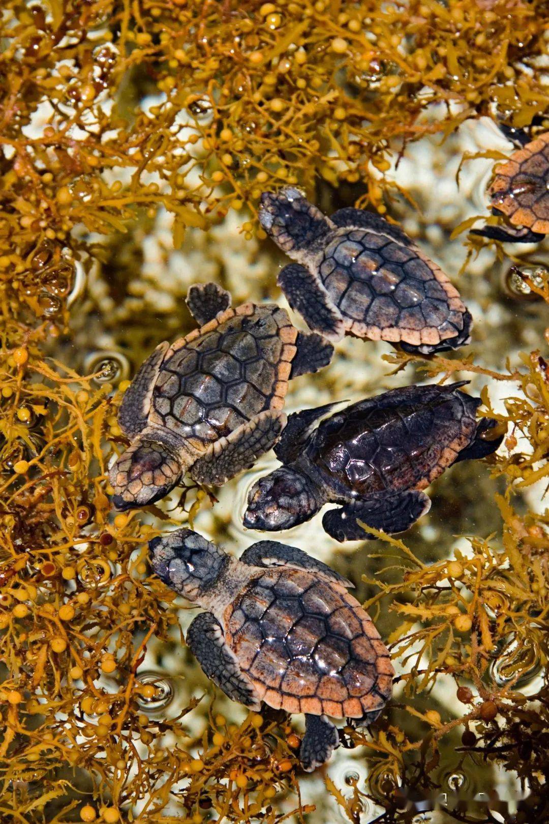 可以准确为自己定向导航这些从沉船岩海滩出生的赤衟龟最终有一天还