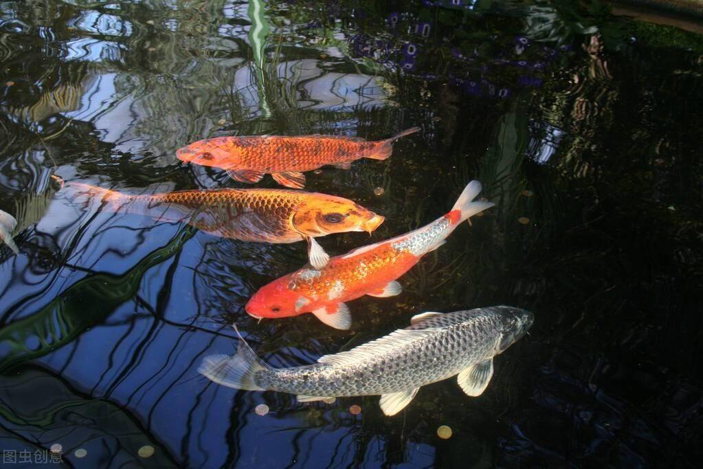 新手養錦鯉成功了總結出5個方面的經驗原來養錦鯉有這麼難