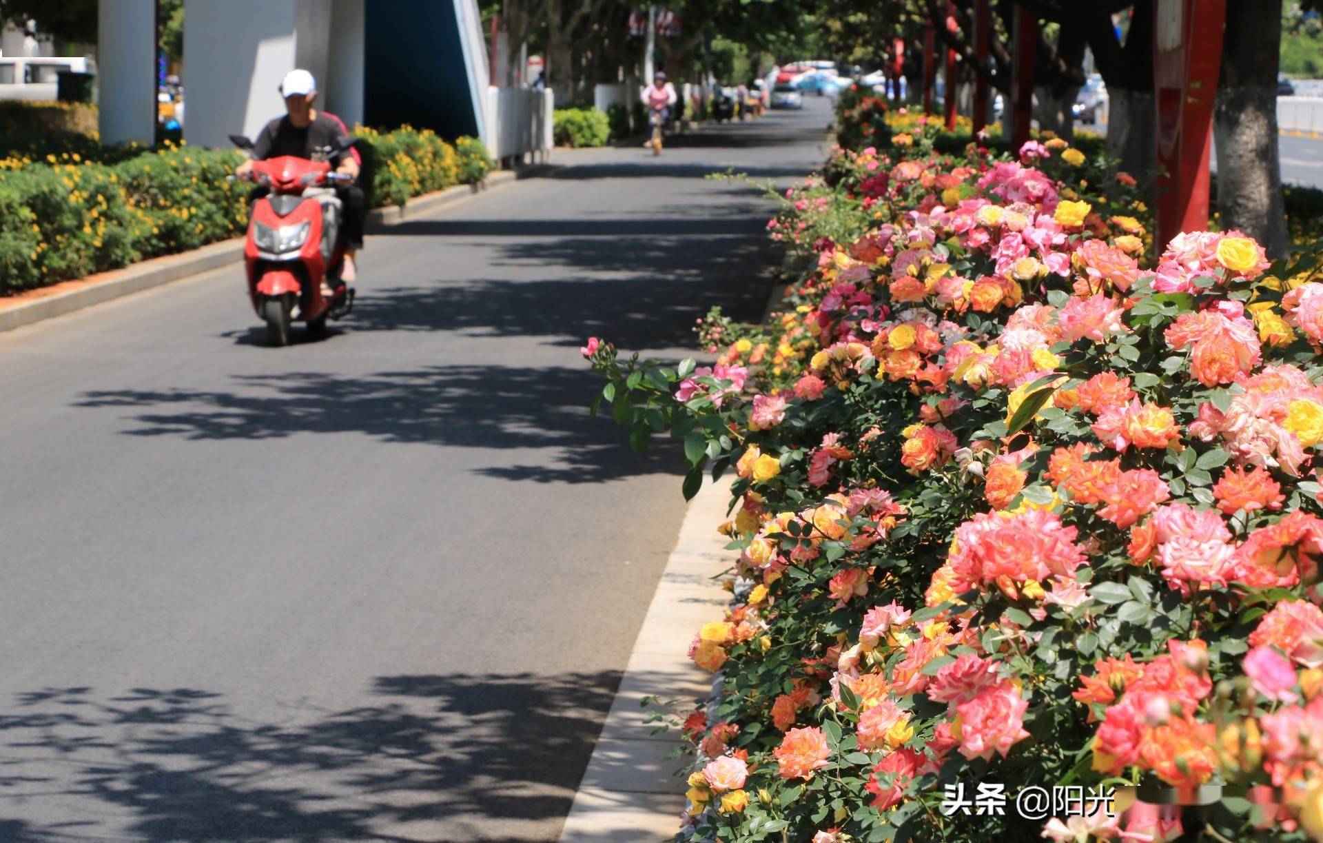 城市路边常见的花图片