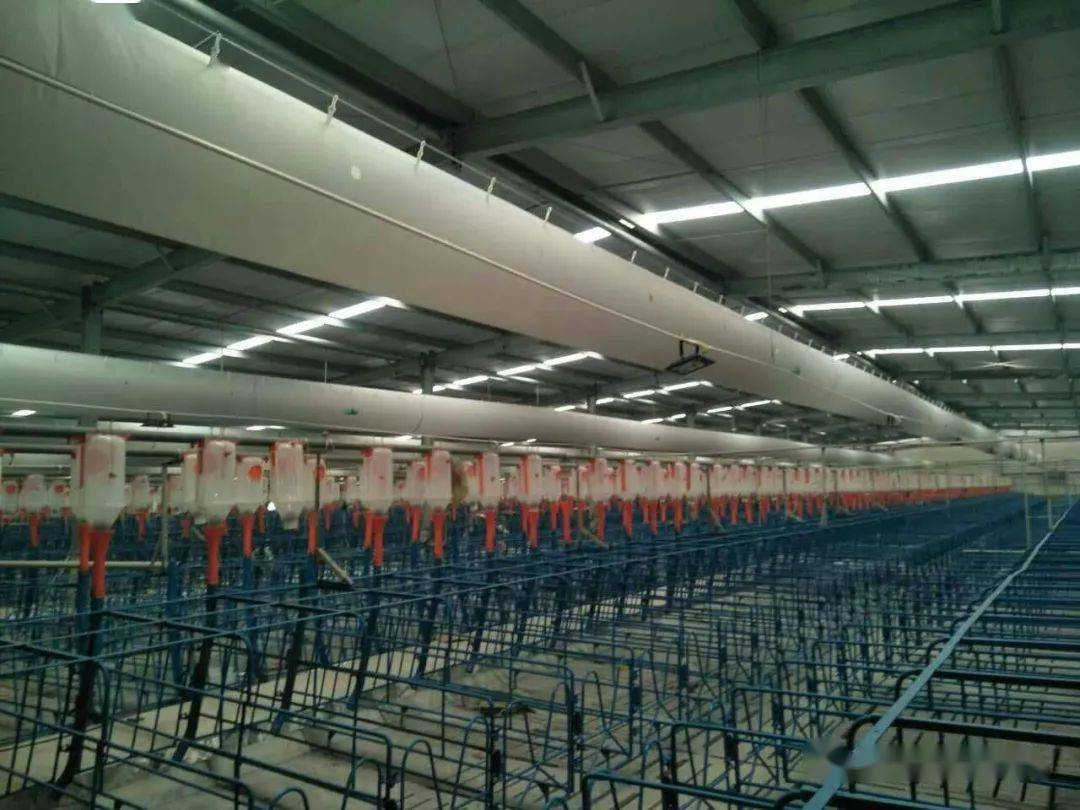 关于猪舍通风的几点理解下