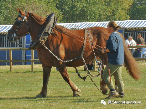 67小身材大能量布列塔尼马bretonhorse