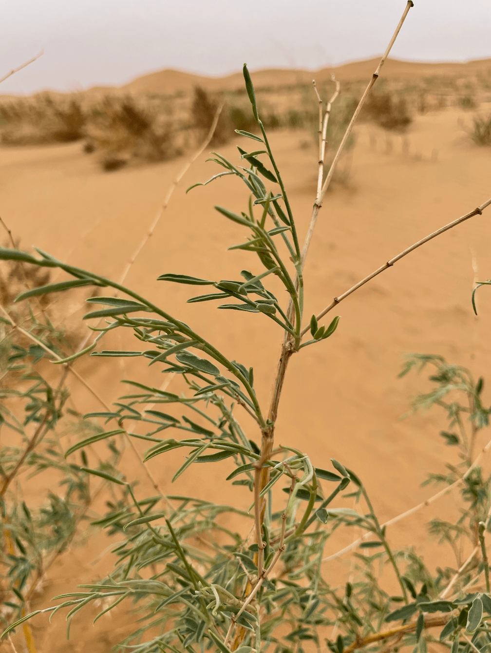 一份来自沙漠的植树成果报告_树苗_阿拉善地区_人们