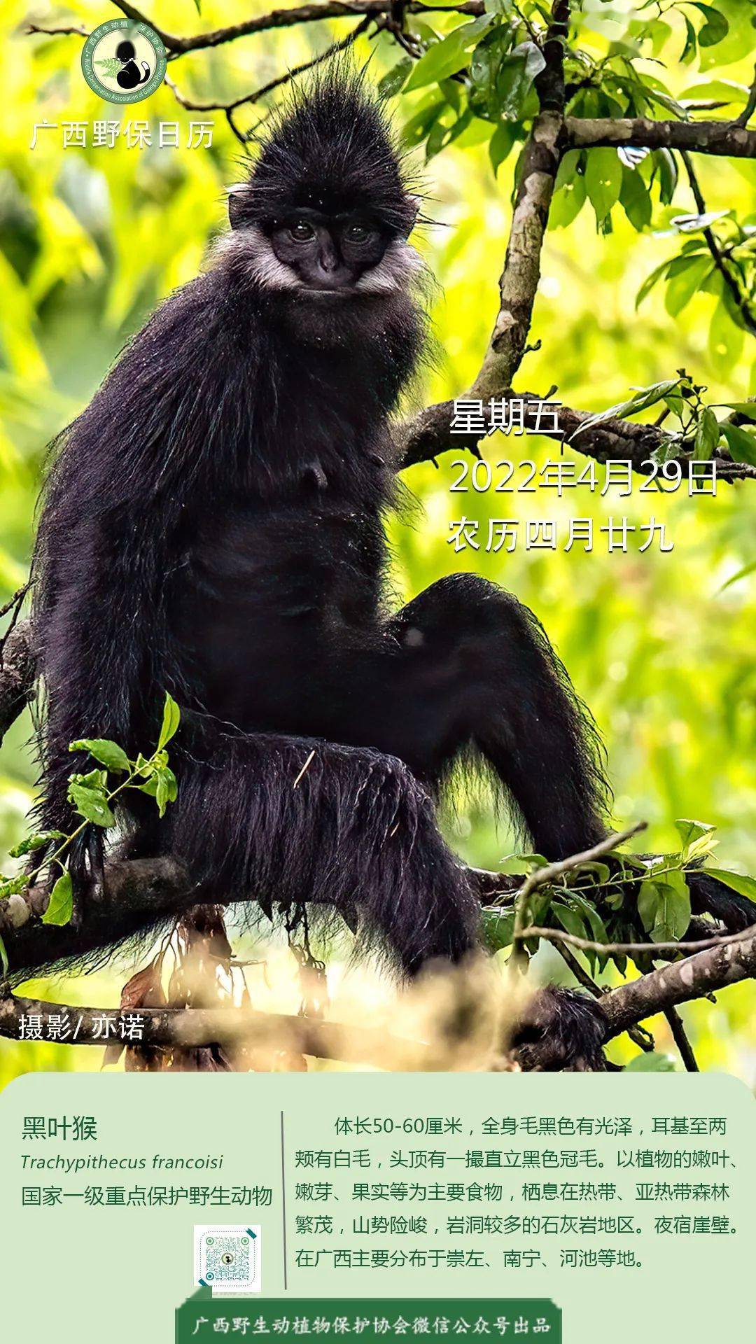广西野保日历黑叶猴国家一级保护动物
