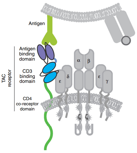 tcr工程t细胞表达肿瘤抗原特异性受体