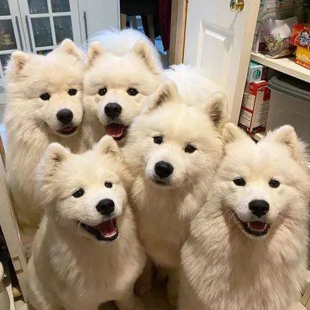 小狗_私人_负罪感