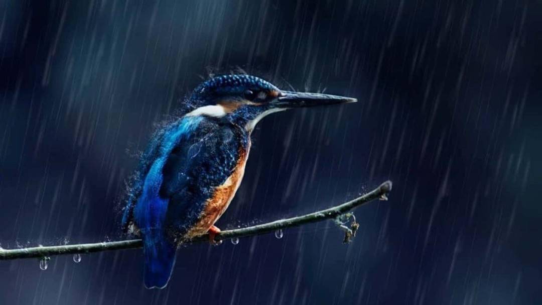 下大雨时为什么有的鸟宁愿站在电线上淋雨也不飞回窝里躲雨