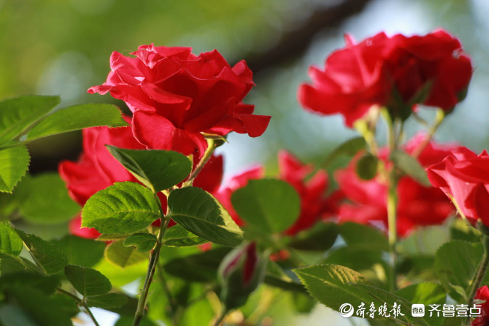 五一摄影 家 闲看庭前花开花落 李青 宿舍区 摄影