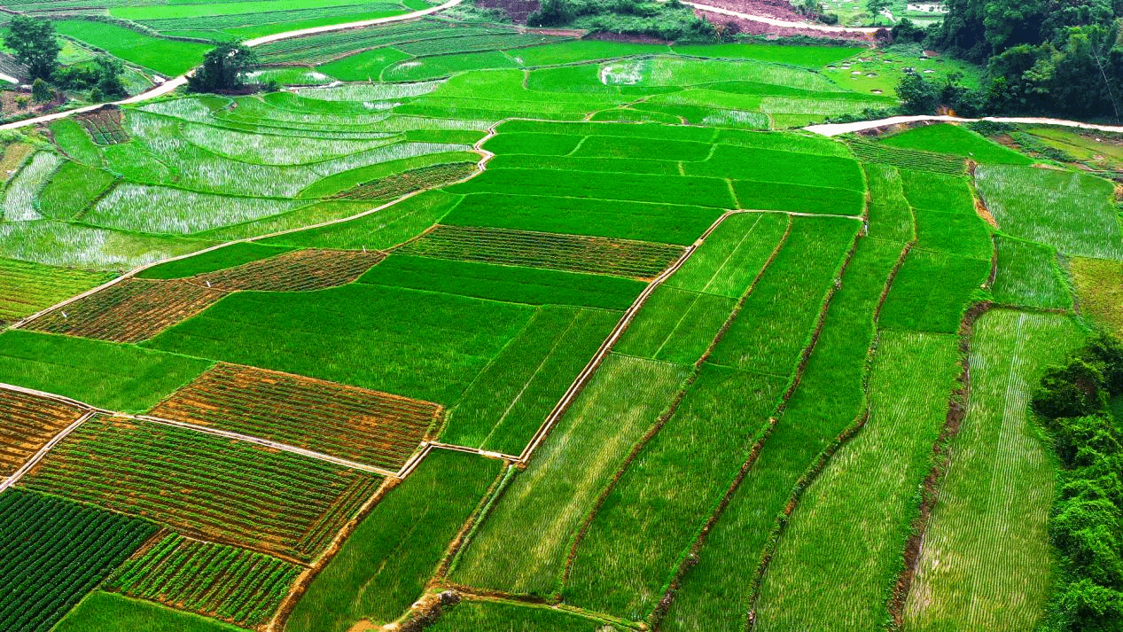 广西南宁建设高标准农田促农民增产增收