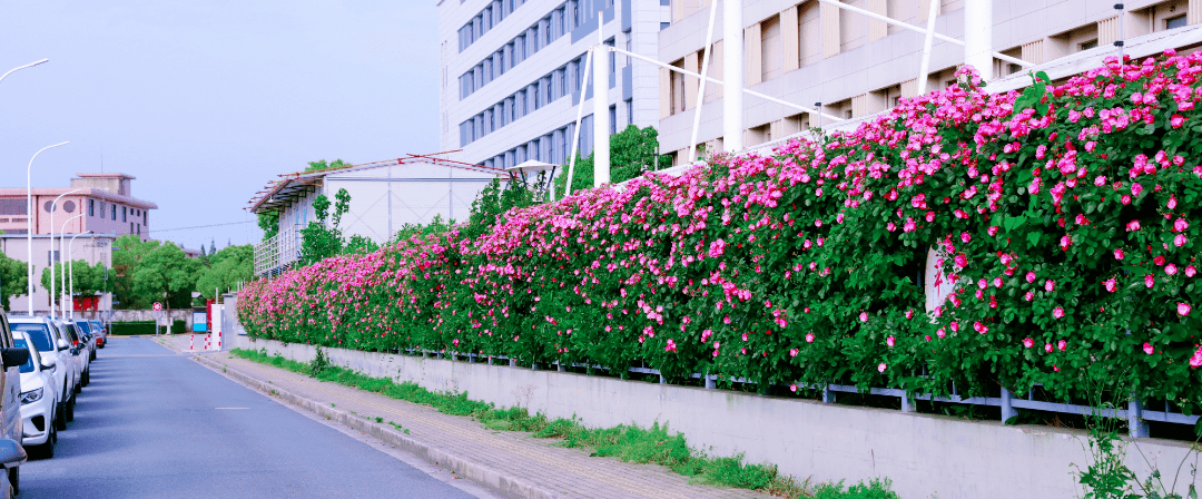 围墙花墙图片大全图片