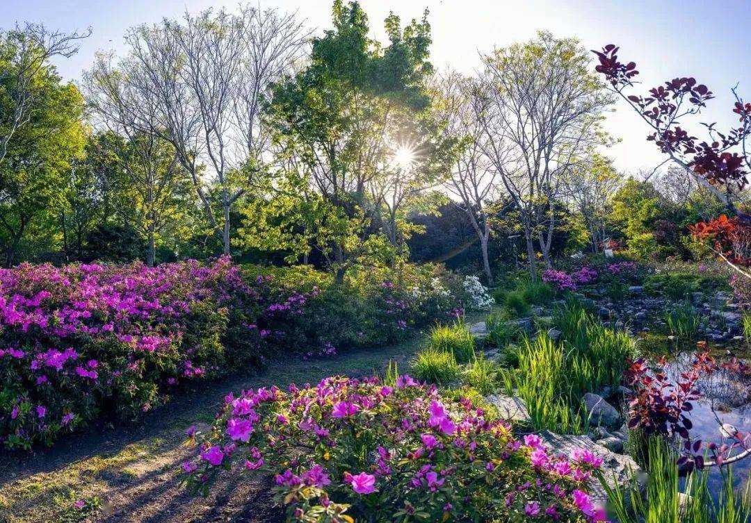 上海公園特色植物區 | 花中西施悄然放,萬紫千紅映浦江_杜鵑_我國_漫