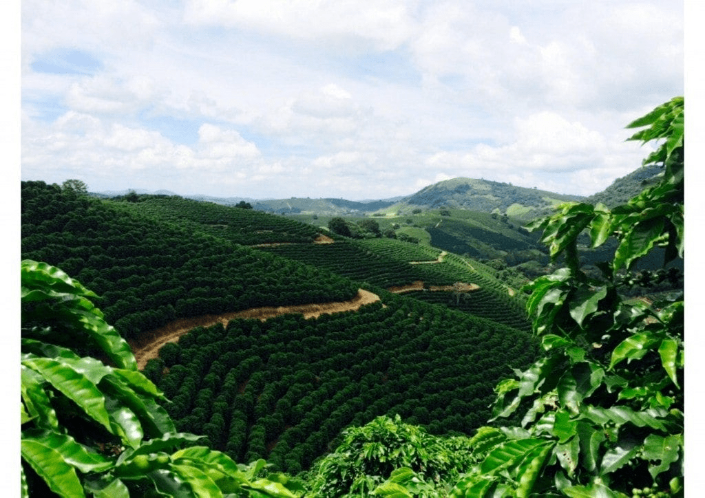 咖啡地图 揭秘世界咖啡产量第一的巴西_种植_产业_出口国