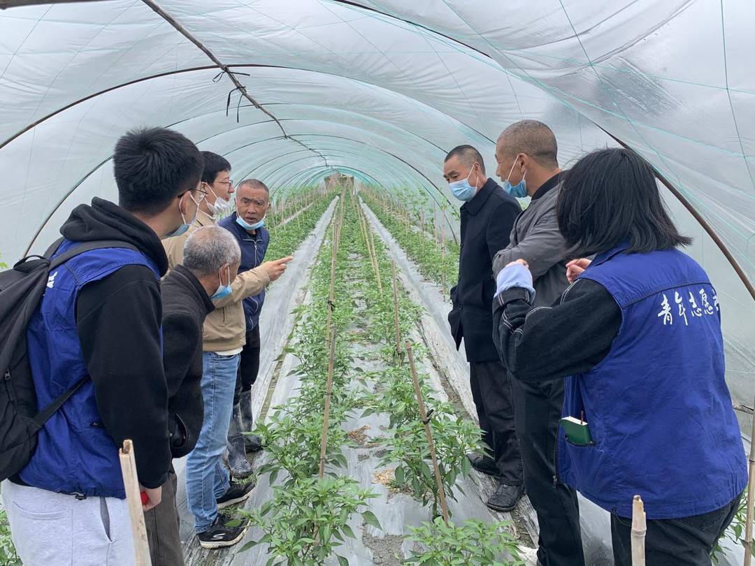 今年,她成为了郫都区唐昌镇大云村驻村第一书记