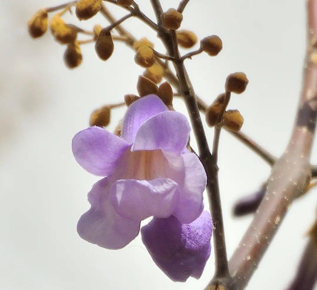 里一串串紫色的风铃学子追梦依旧校园梧桐花开当此时是青春的季节五月