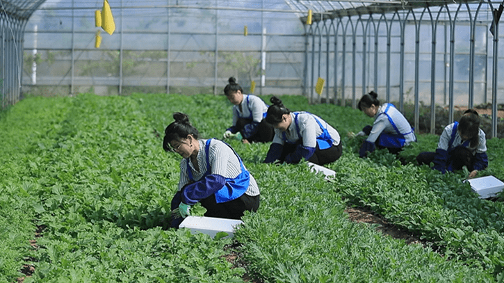 青县司马庄绿豪农业专业合作社入选全国质量控制技术试点单位