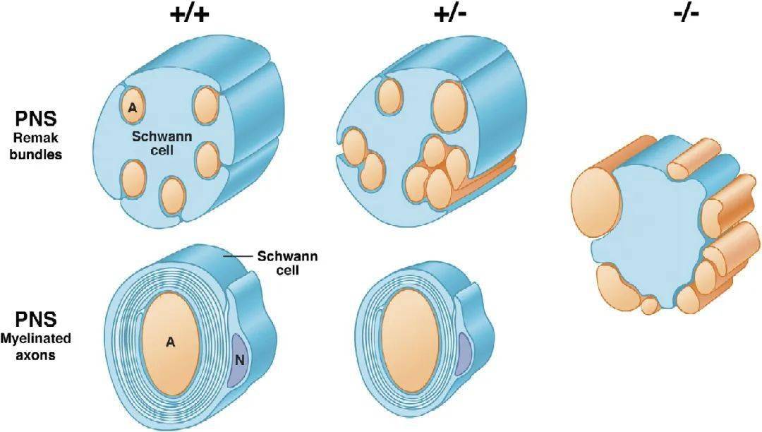 不只是修复与保护一种特化的施万细胞的研究