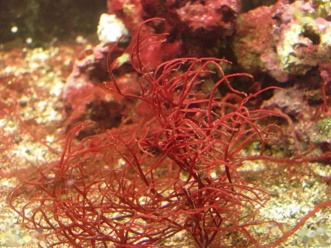 紫菜并非单一物种,而是红藻门红毛菜科上百个种的统称,是一种原生生物