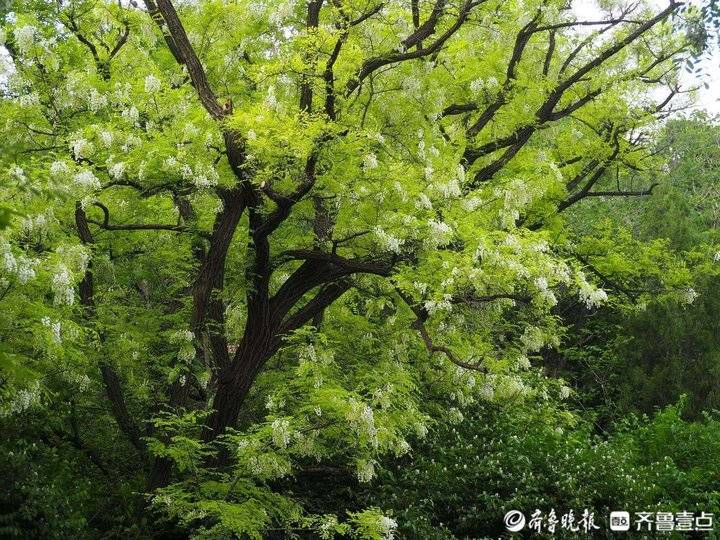 济南佛慧山老槐树满树白花甜香醉人