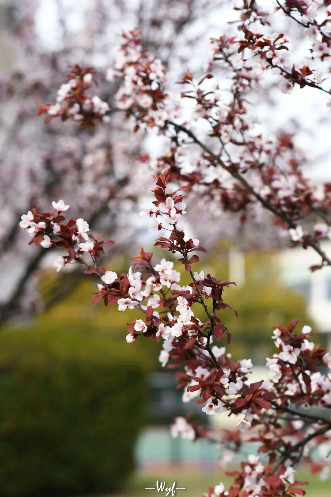 春日の物语-the new springing