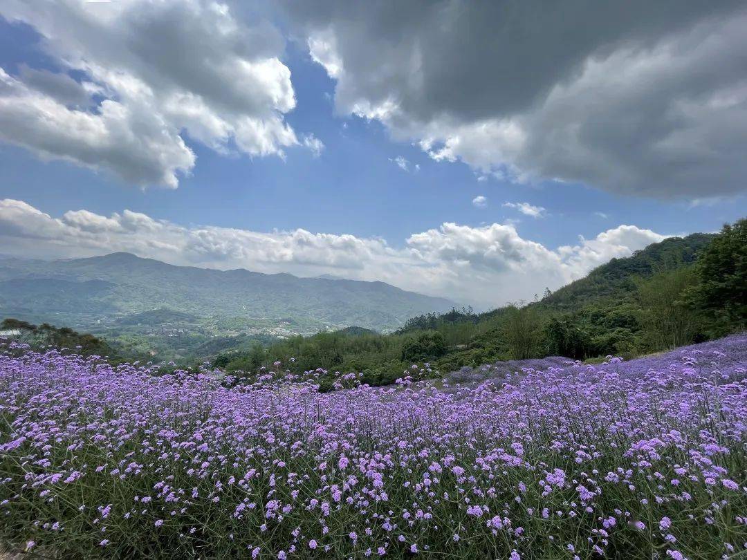 漳州花海图片