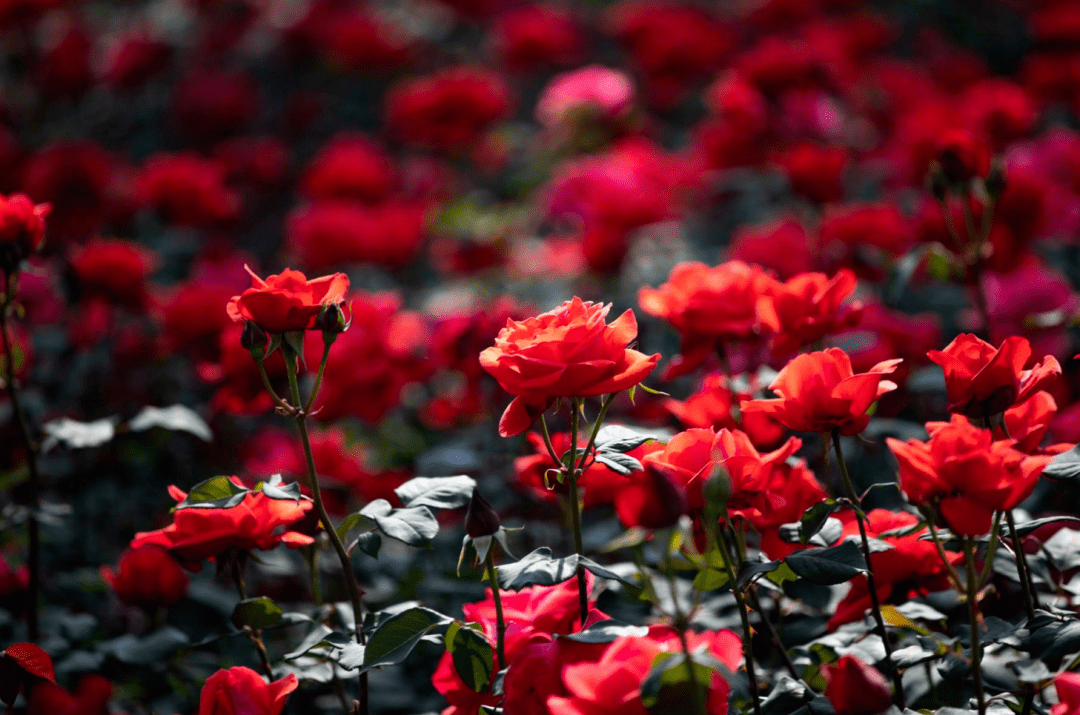 have you got a crush on the china roses blooming along the