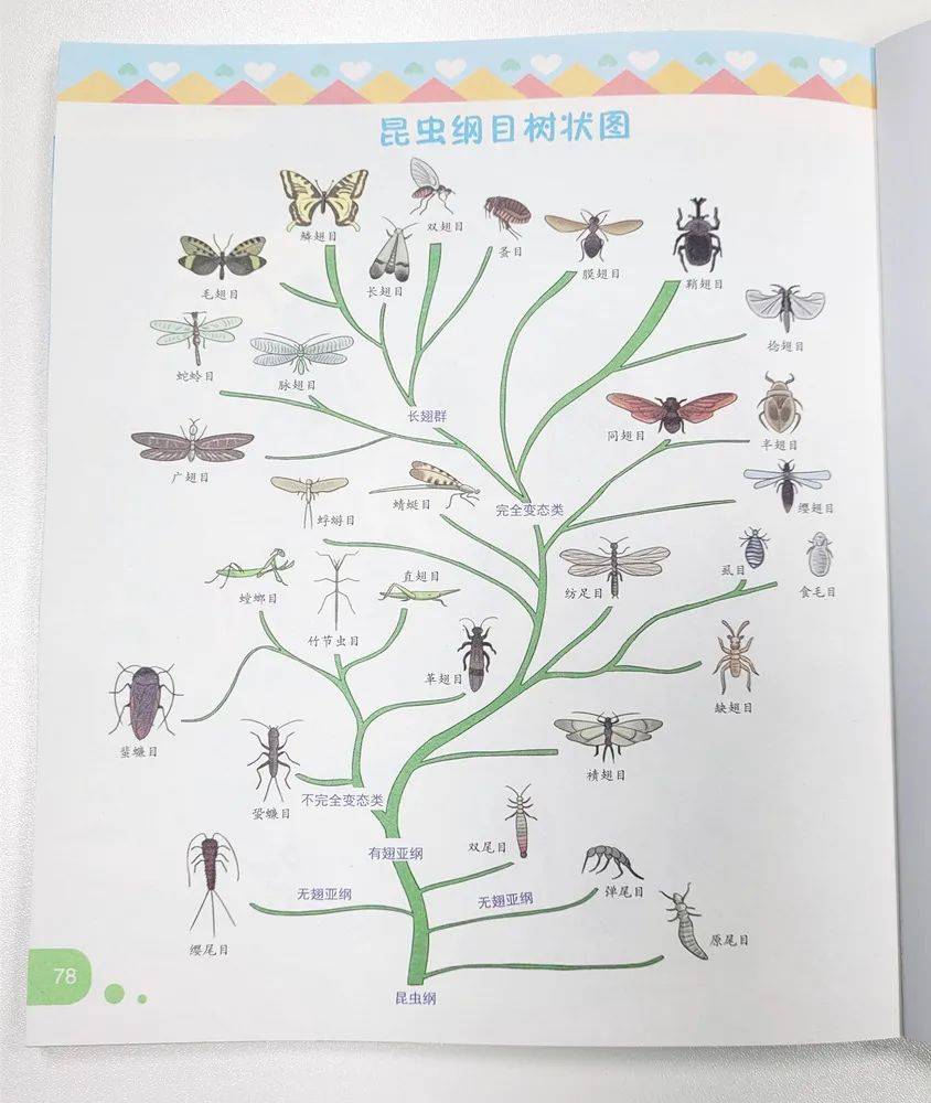昆虫八大目分类图片