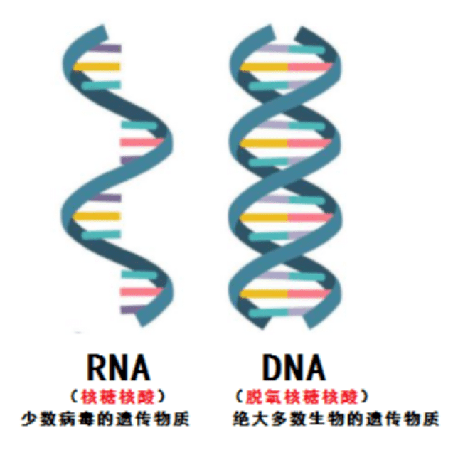 核酸是生物的遗传物质,通常分为dna和rna两种什么是核酸?