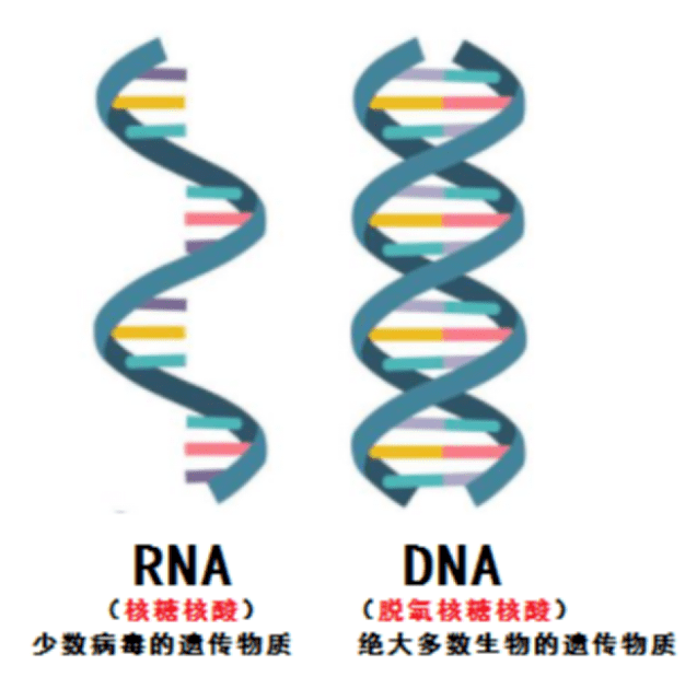 新冠病毒RNA结构图片