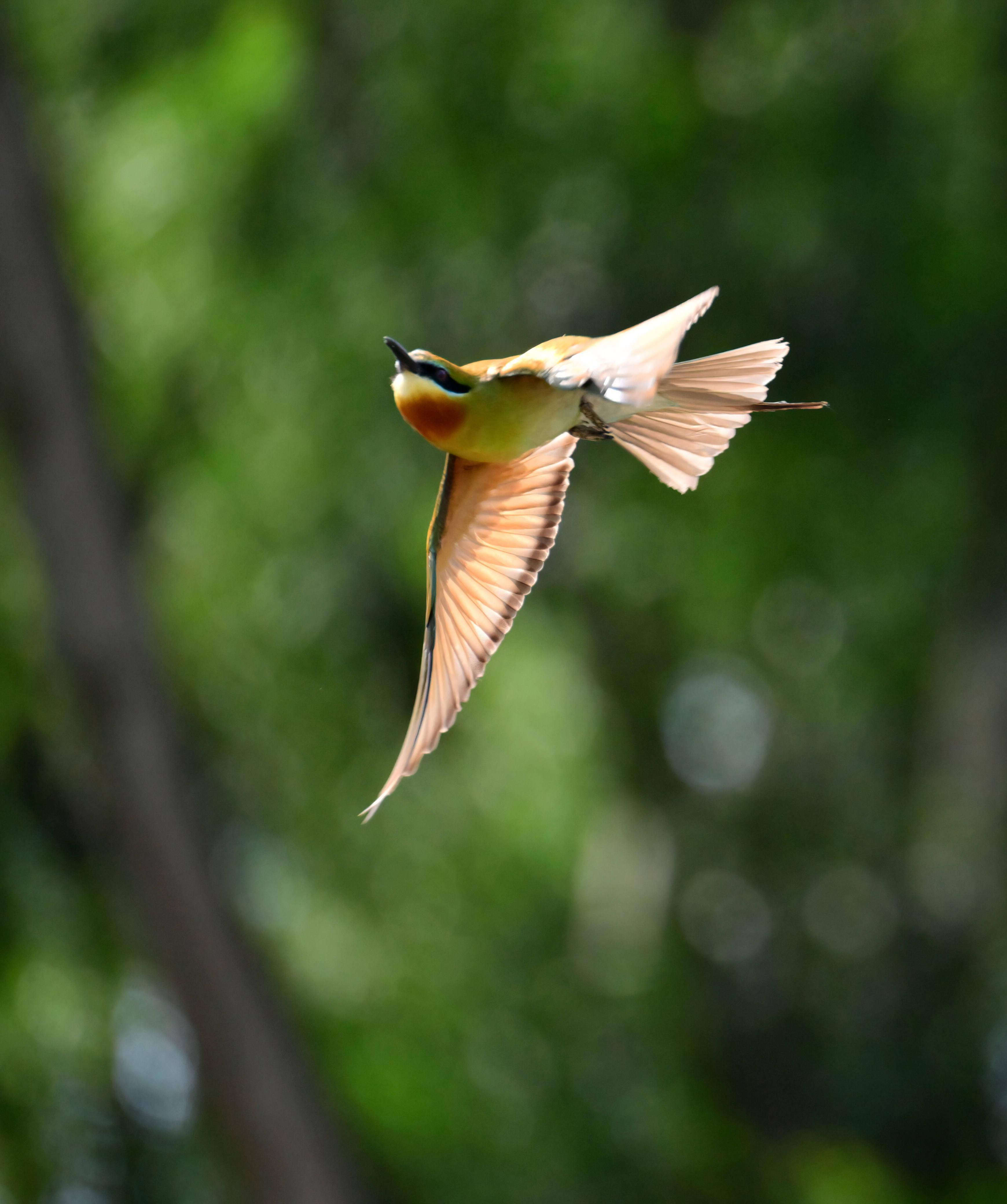 最美候鸟栗喉蜂虎福建厦门安家
