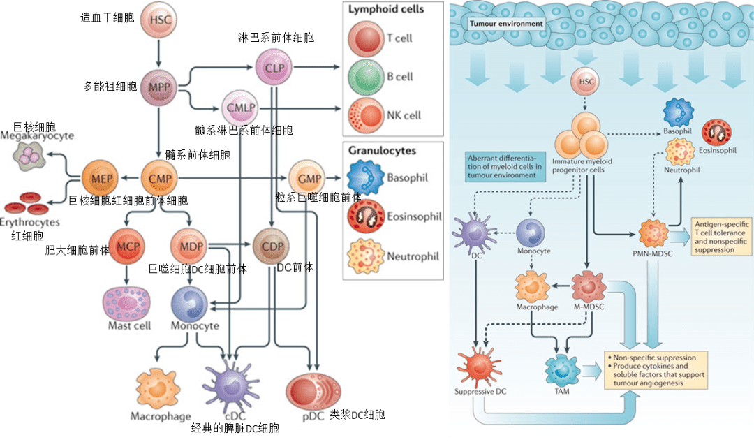 myeloid cells, imc)会迁移到不同的外周器官,分化成熟为淋巴细胞,粒