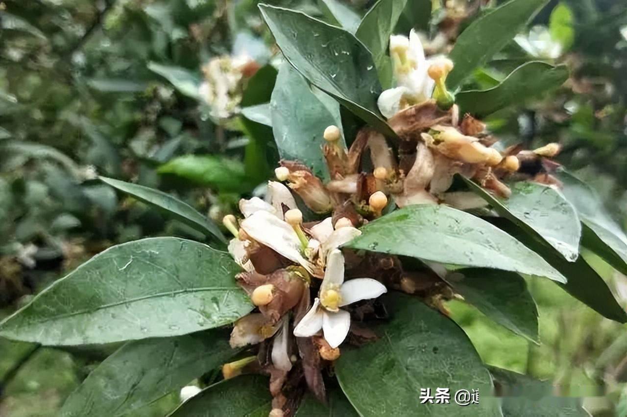 阴雨寡照图片