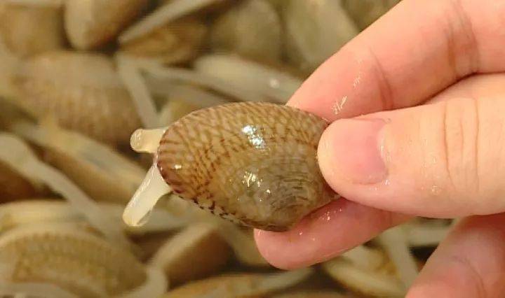 你做的蒜香花甲螺不够鲜美多汁一定是少了这一步