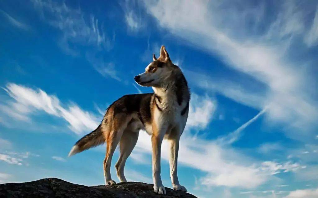 江沿苗太爷爷和狼