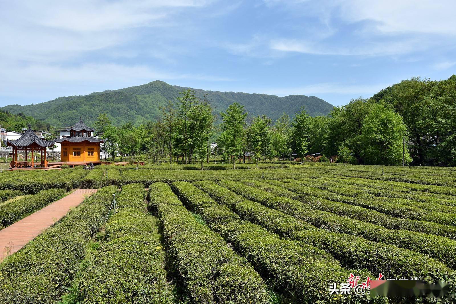 康县茶园飘香采茶忙