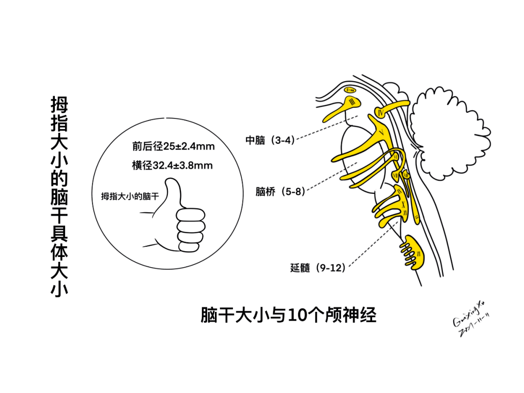 脑干与颅神经的解剖与临床【1】_异议_小脑_通路