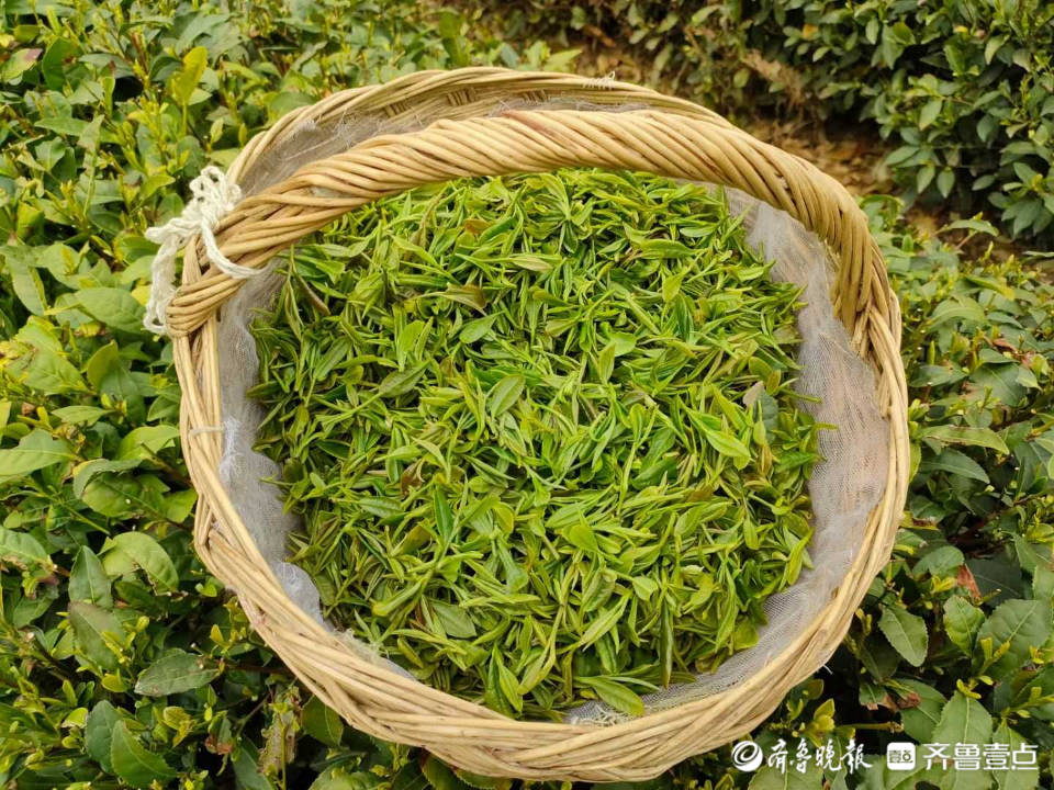 好景山东绵柔香甜口感好日照五莲马耳山下茶飘香茶农采茶忙