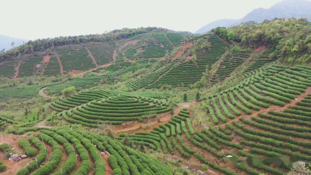 怀集新岗茶场图片