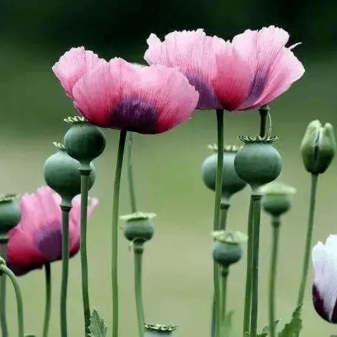鸦片花和罂粟花图片