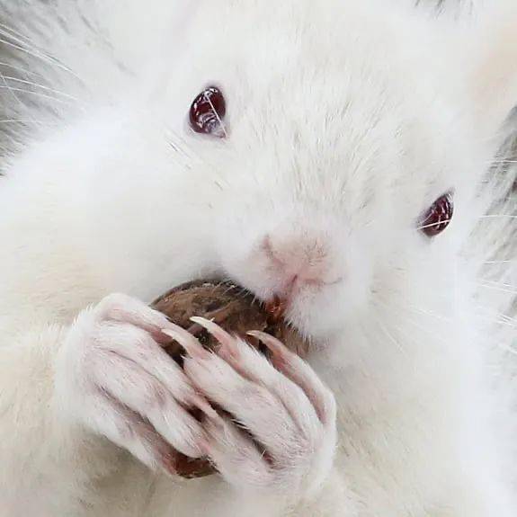 世界上非常非常罕见的白松鼠,雪地里的精灵!_雪白色_物种_高田理惠