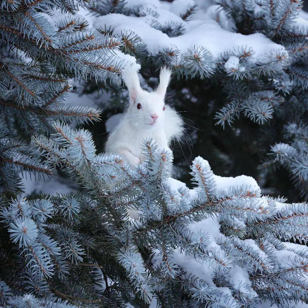 世界上非常非常罕見的白松鼠雪地裡的精靈