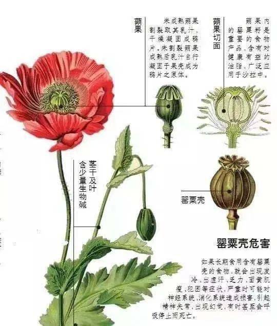 发现非法种植罂粟界首6名学生获表彰