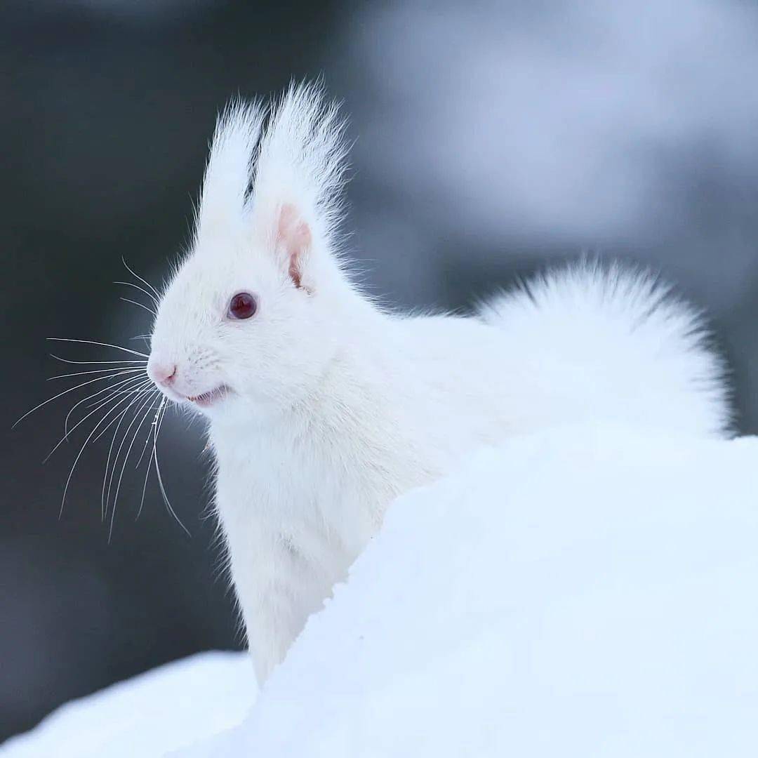 世界上非常非常罕见的白松鼠雪地里的精灵