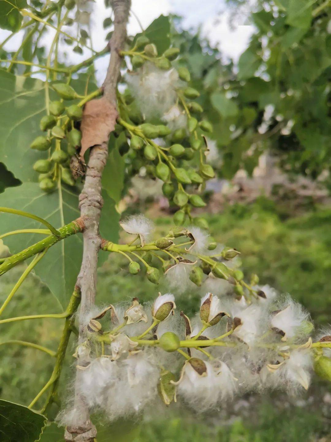 杨树全_杨絮_影响