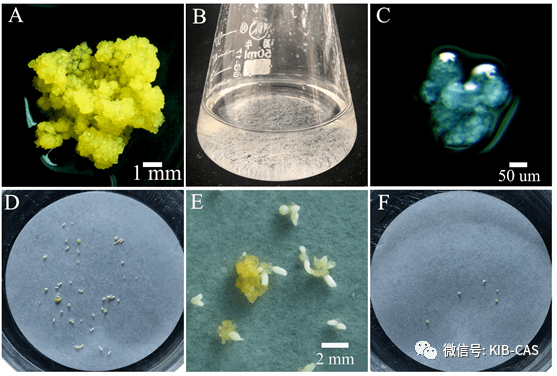 昆明植物所成功建立木兰科植物多倍体高效诱导体系_体细胞_细胞系