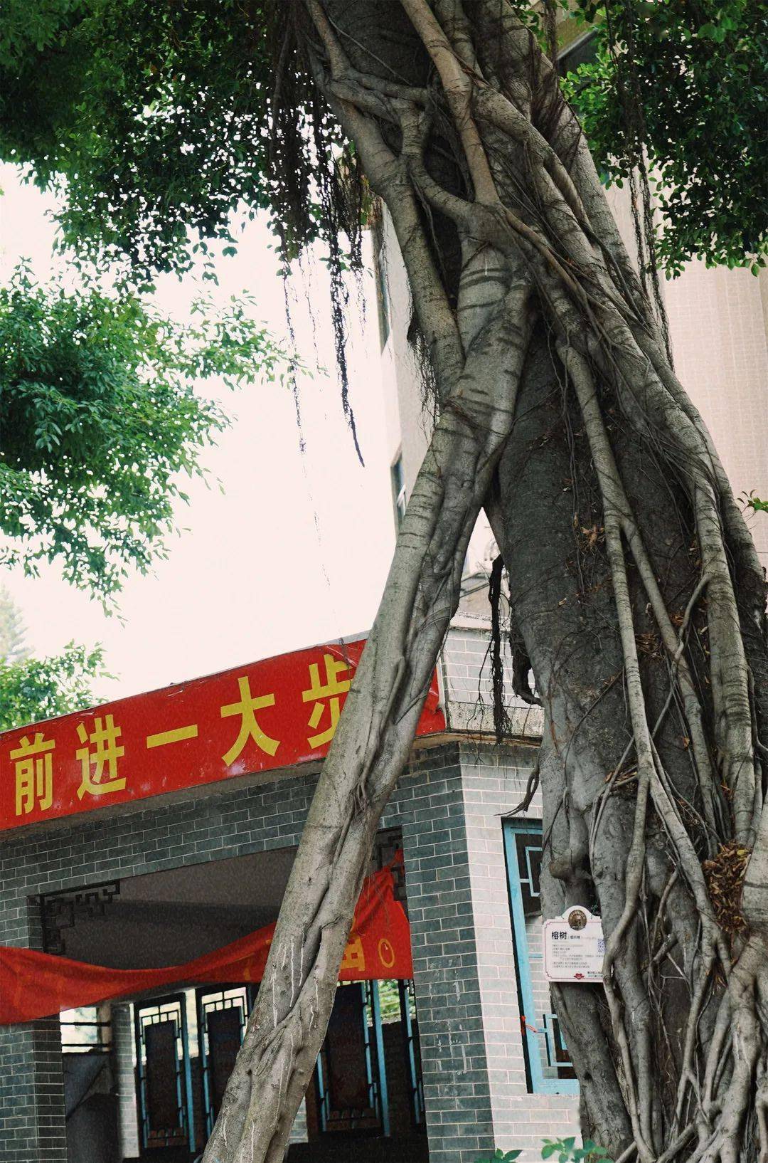 再见南沙大井村期待早日再会