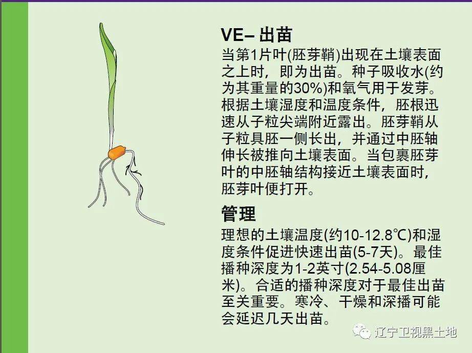 玉米植株各部位名称图片