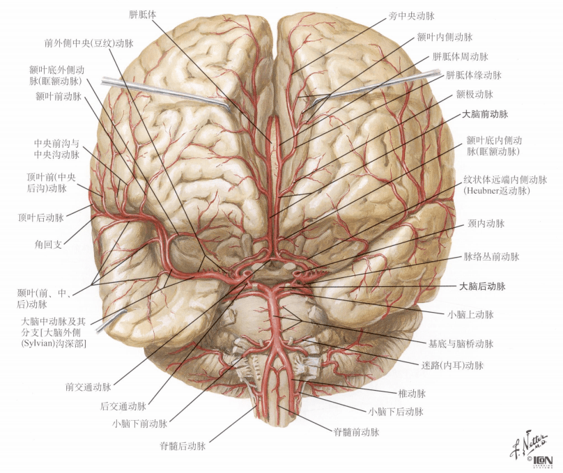 大脑中动脉皮质支图片