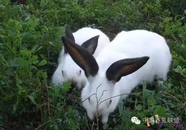 怎样提高獭兔毛皮质量_饲料_体重_管理水平