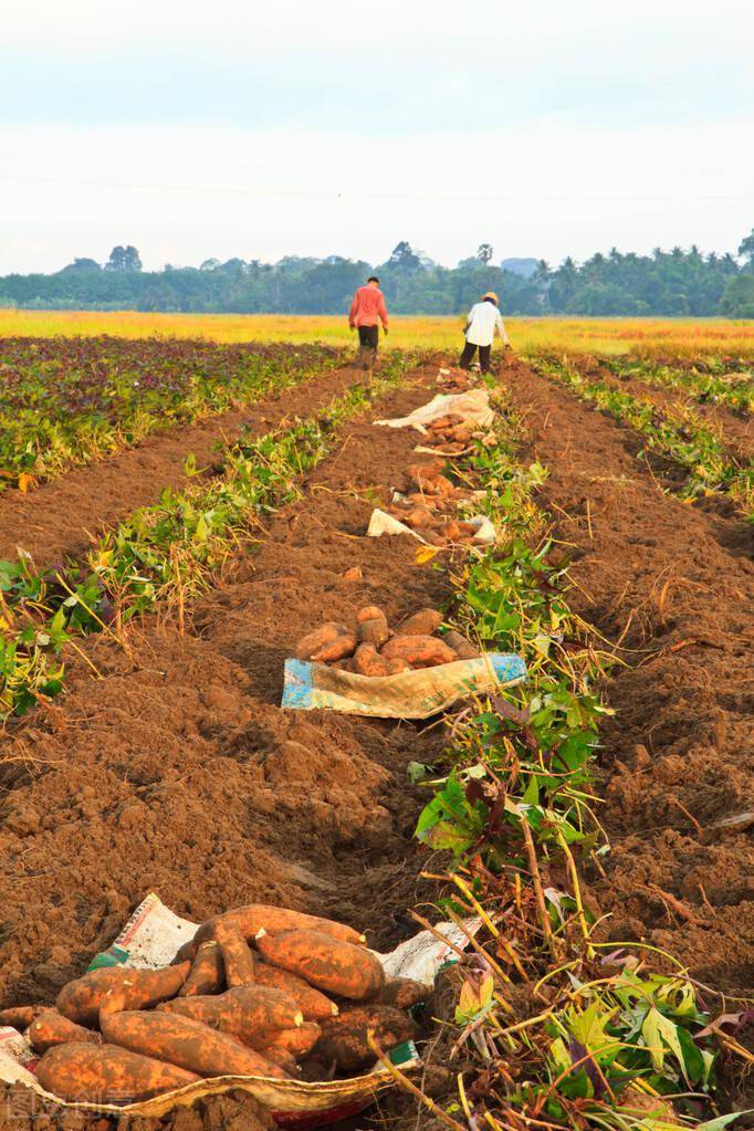 4,种地不起垄,到头一场空起垄种植对于种红薯是很重要的,不仅便于涝时